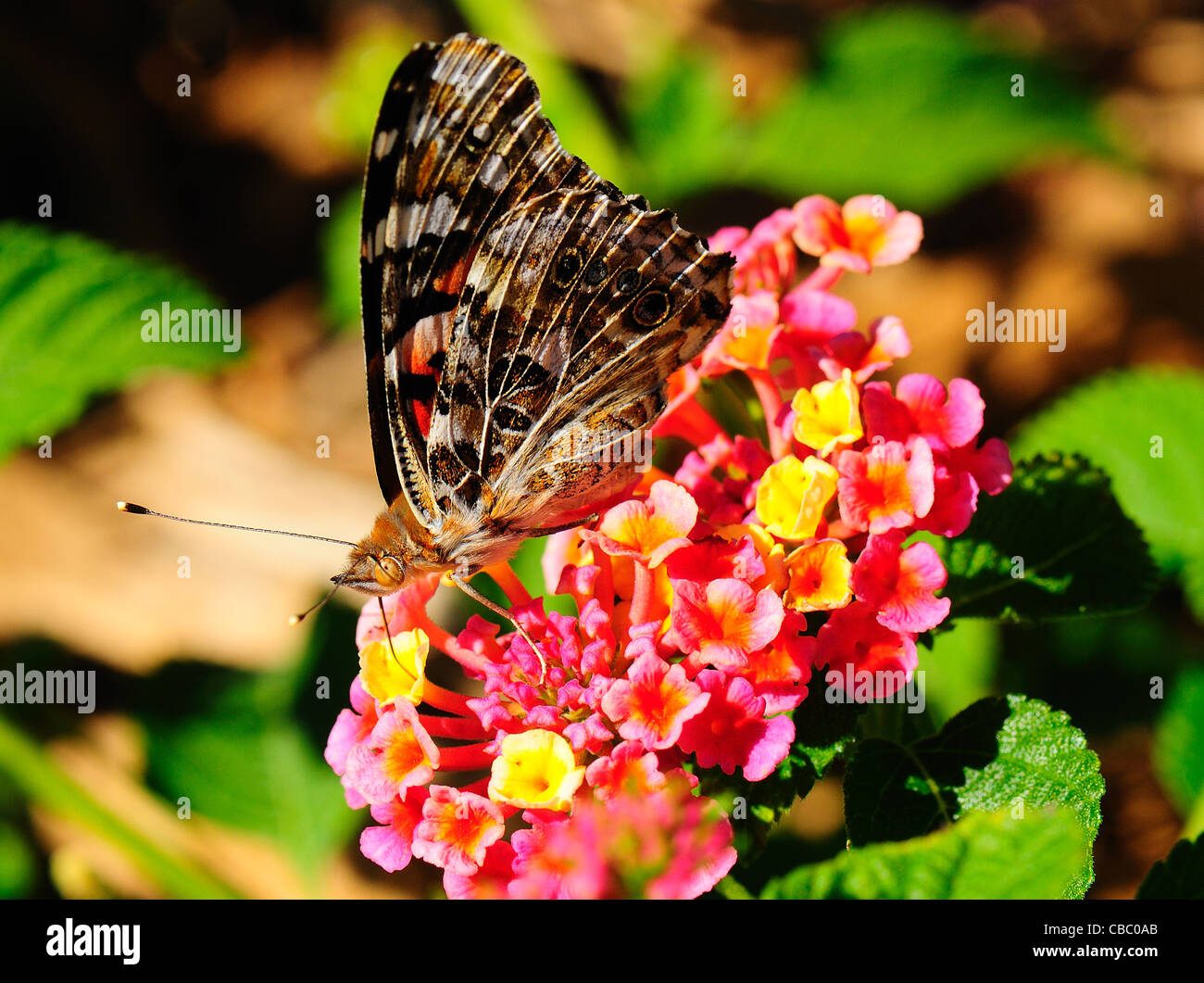 Papillon belle dame sur lantana Banque D'Images