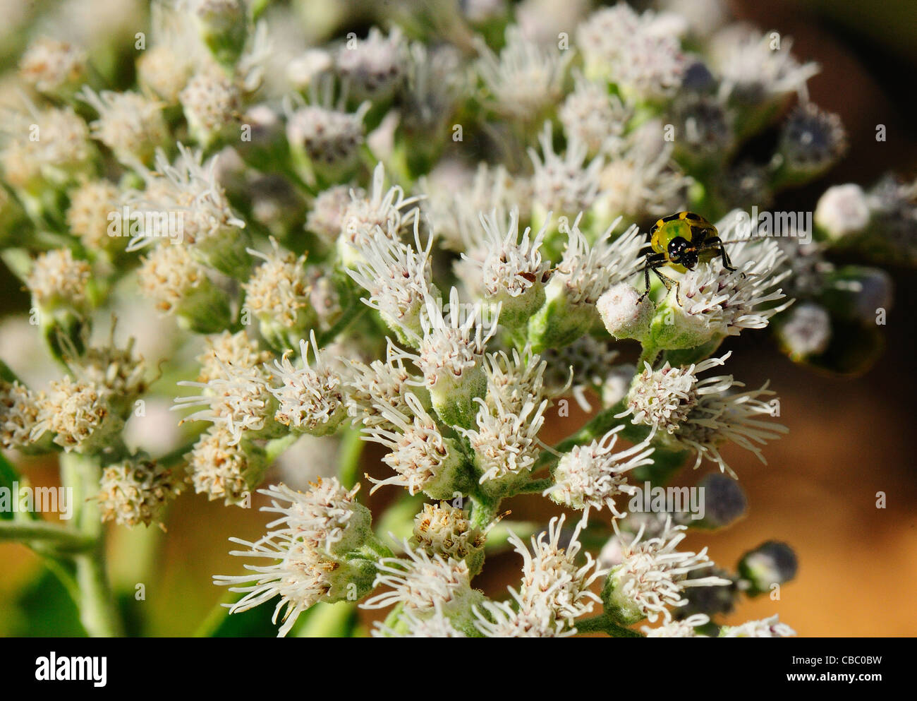 L'Eupatoire perfoliée à floraison tardive avec bug Banque D'Images