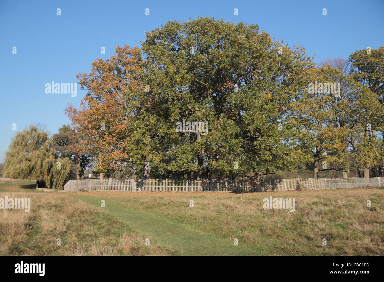Dans les arbres de chêne sur Bushy Park d'un jour d'automne. Richmond, Royaume-Uni. Banque D'Images