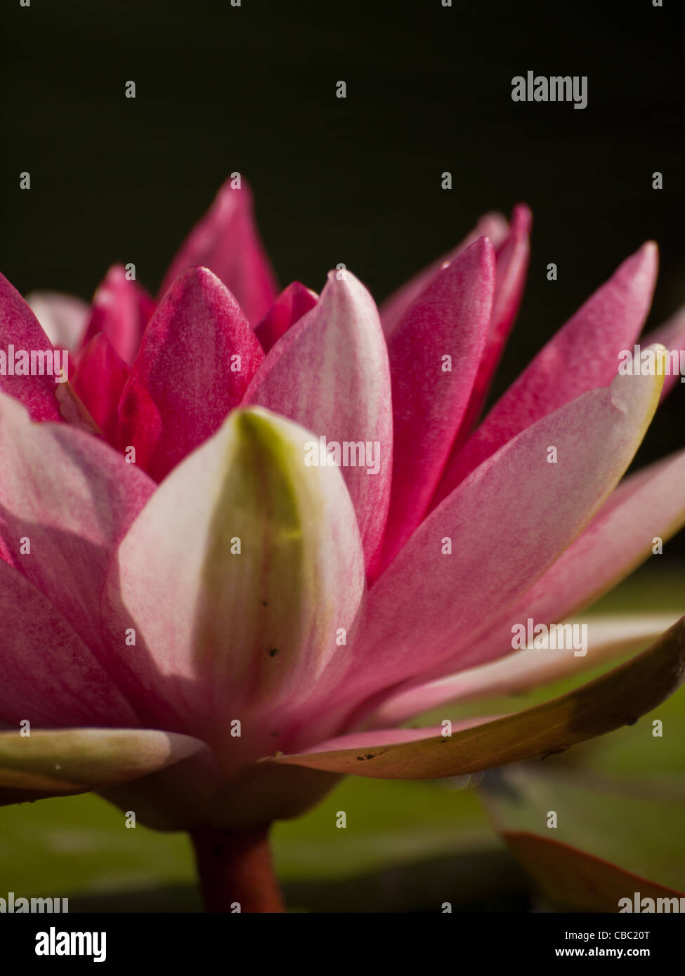 Nénuphars Nymphaea 'Sirius'. Nommé pour l'étoile la plus lumineuse du ciel, ce nénuphar surproue vit à son nom en produisant de grandes fleurs rouge-violacé en profusion. Les feuilles sont bordeaux mouchetés avant de mûrir à tout vert. Hybridée par la pépinière Latour-Marliac en 1913. Banque D'Images