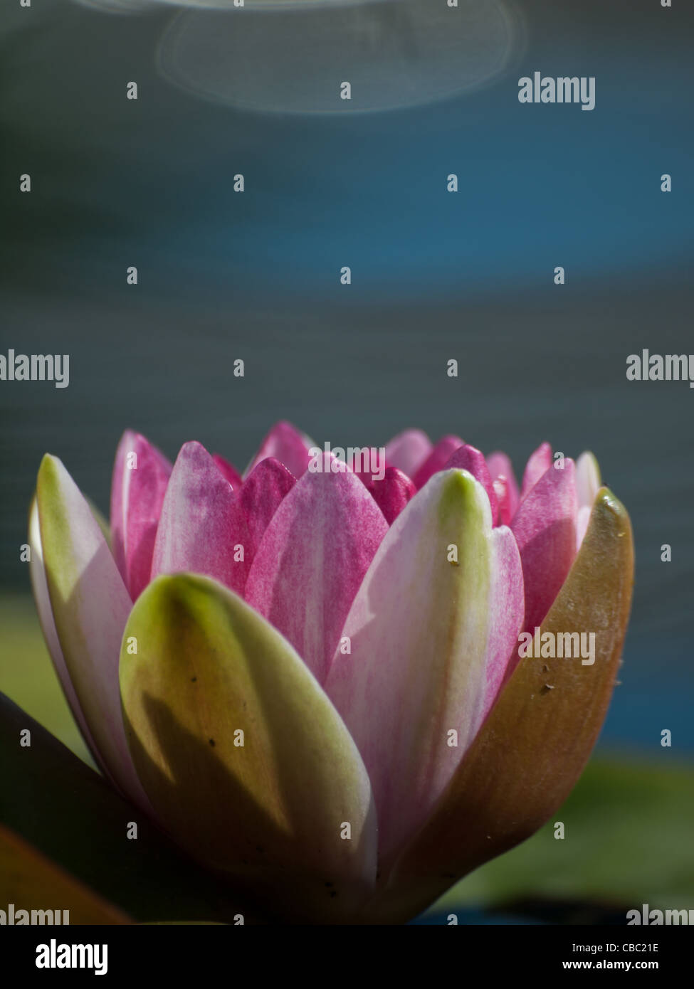 Nénuphars Nymphaea 'Sirius'. Nommé pour l'étoile la plus lumineuse du ciel, ce nénuphar surproue vit à son nom en produisant de grandes fleurs rouge-violacé en profusion. Les feuilles sont bordeaux mouchetés avant de mûrir à tout vert. Hybridée par la pépinière Latour-Marliac en 1913. Banque D'Images