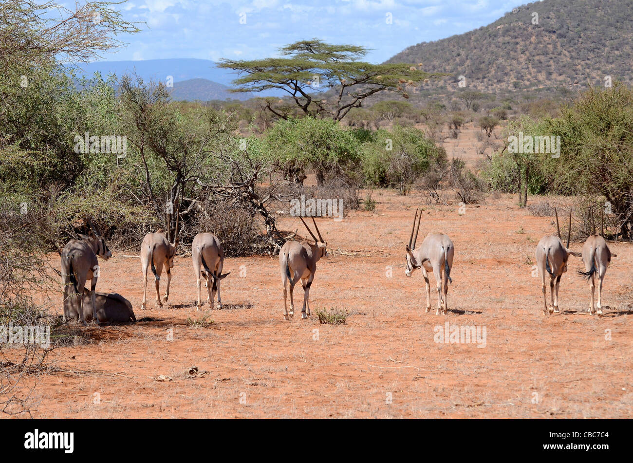 Kenya, Samburu National Reserve, a entendu parler de Gemsbok (oryx de beisa), Banque D'Images