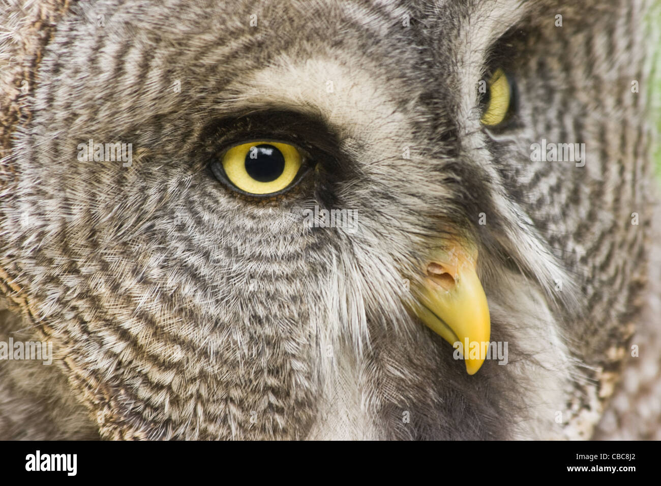 Close up image de Chouette lapone Strix nebulosa ou regardant fixement avec des yeux jaune Banque D'Images