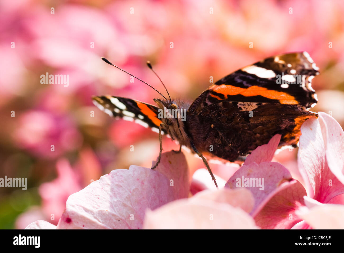 L'amiral rouge papillon Vanessa atalanta ou se reposant dans le soleil matinal sur l'Hydrangea ou Hortensia rose fleurs Banque D'Images