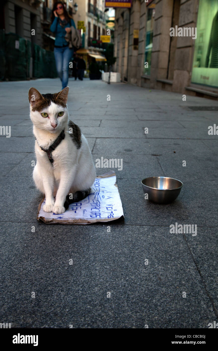 Cat la mendicité à Madrid Banque D'Images