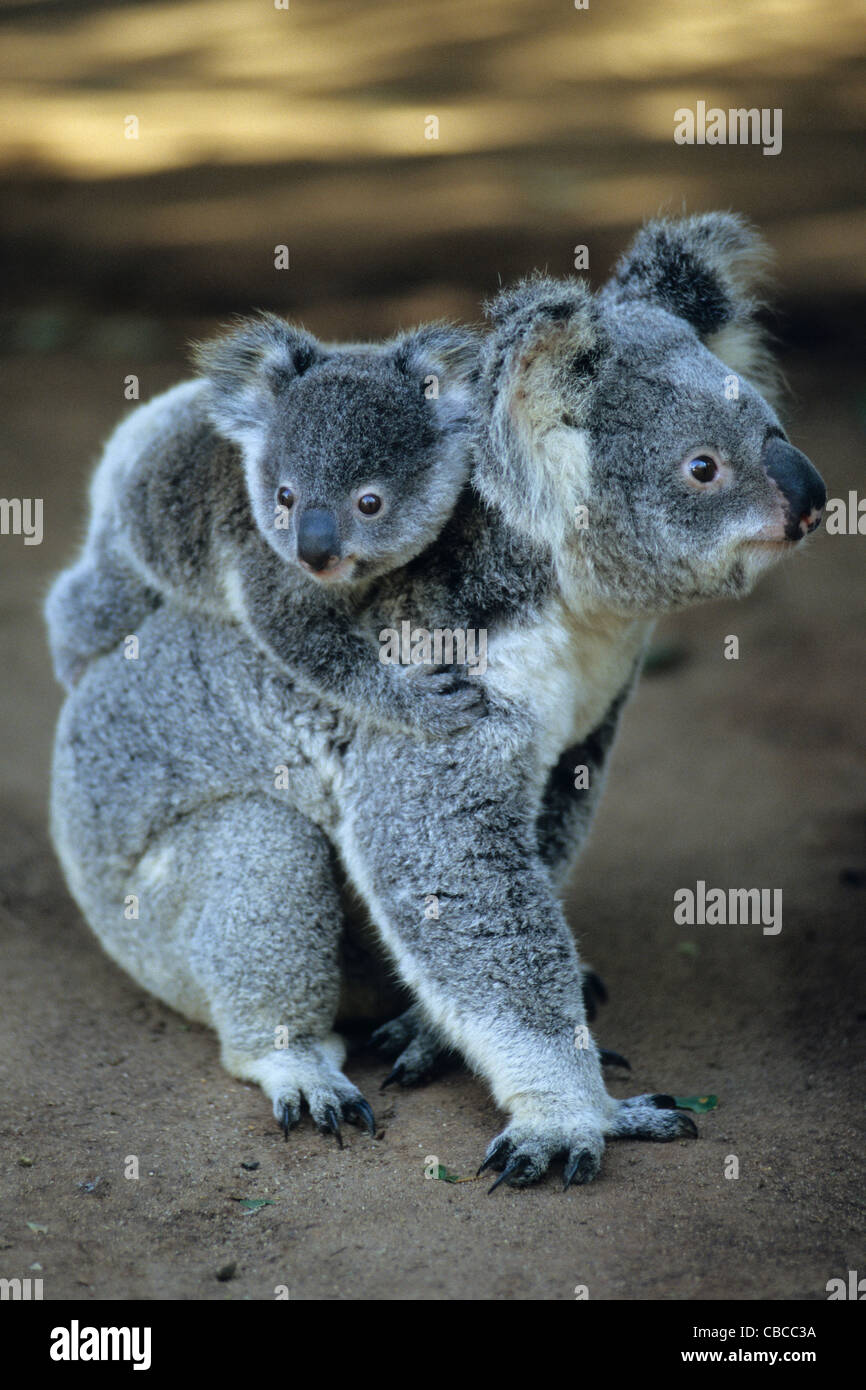 Une Maman Koala Avec Son Bebe Sur Son Dos Phascolarctos Cinerus Kangaroo Island Australie Du Sud Australie Photo Stock Alamy