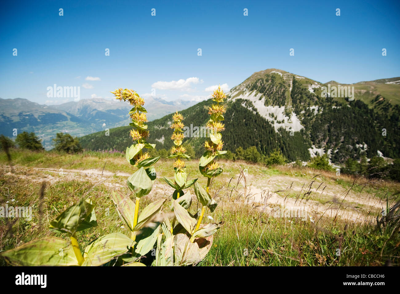Grande Gentiane jaune, la Gentiane lutea, croissante au-dessus de Belle Plagne, dans les alpes françaises Banque D'Images