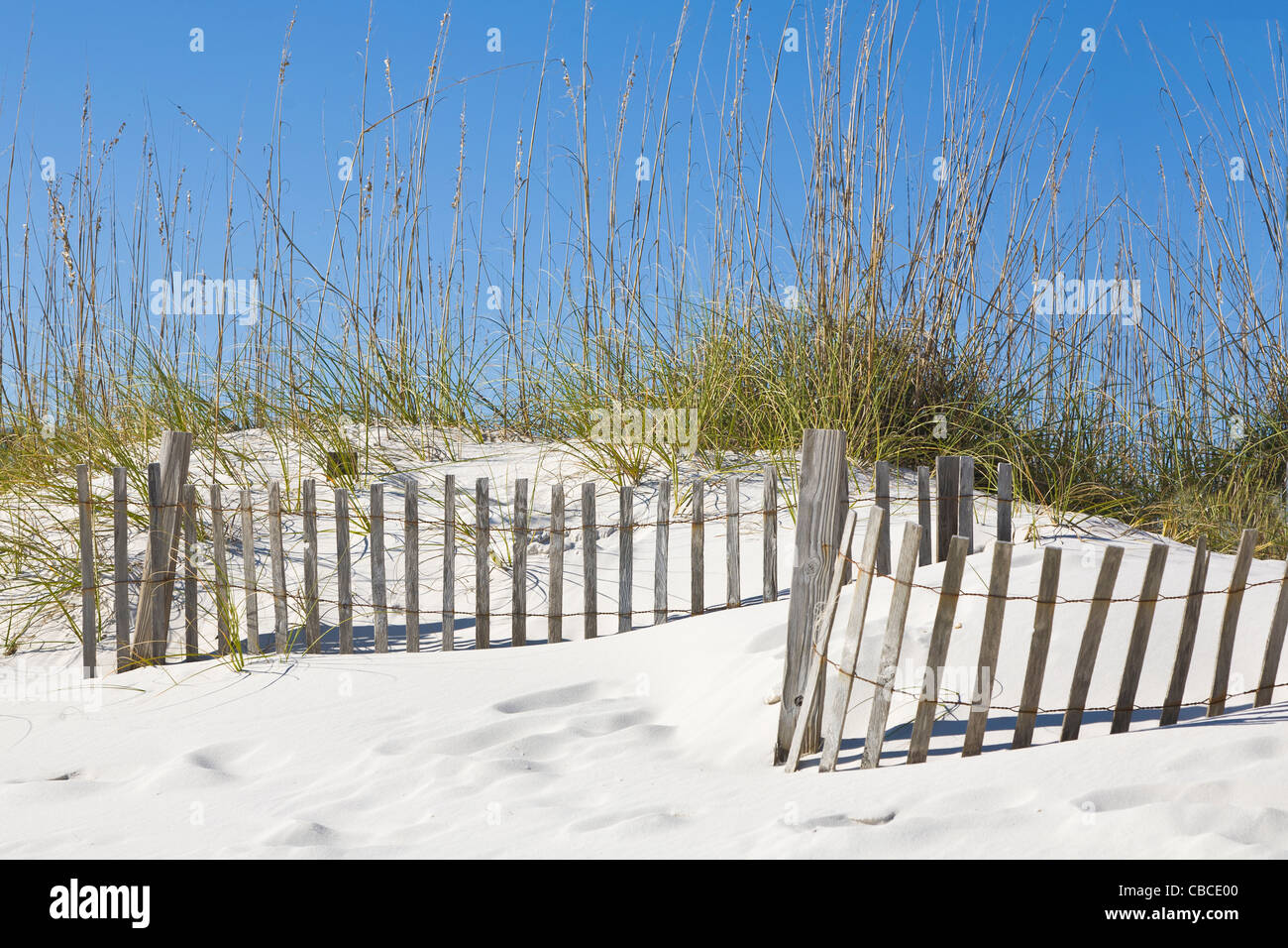 Clôtures et l'avoine dans la mer de dunes de sable sur l'Orange Beach sur la côte du golfe du Mexique de l'Alabama Banque D'Images