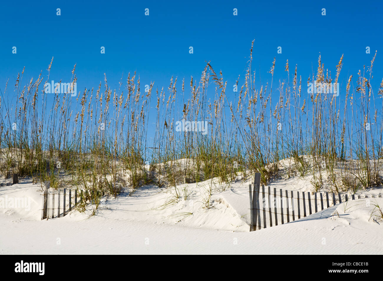 Clôtures et l'avoine dans la mer de dunes de sable sur l'Orange Beach sur la côte du golfe du Mexique de l'Alabama Banque D'Images