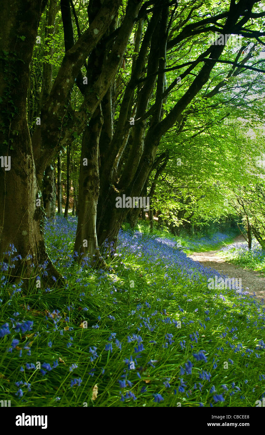 Bluebells de printemps dans le Dorset. Banque D'Images