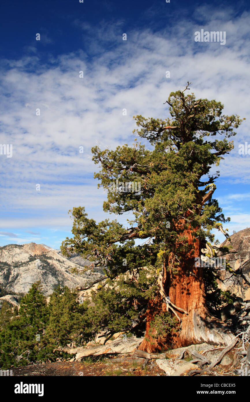 Sierra Juniper ou Juniperus occidentalis arbre dans le Parc National de Yosemite Banque D'Images