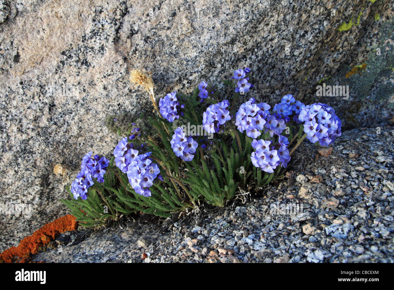 Sky Pilot ou polemonium fleurs poussent entre les rochers de granit dans les montagnes de la Sierra Nevada Banque D'Images
