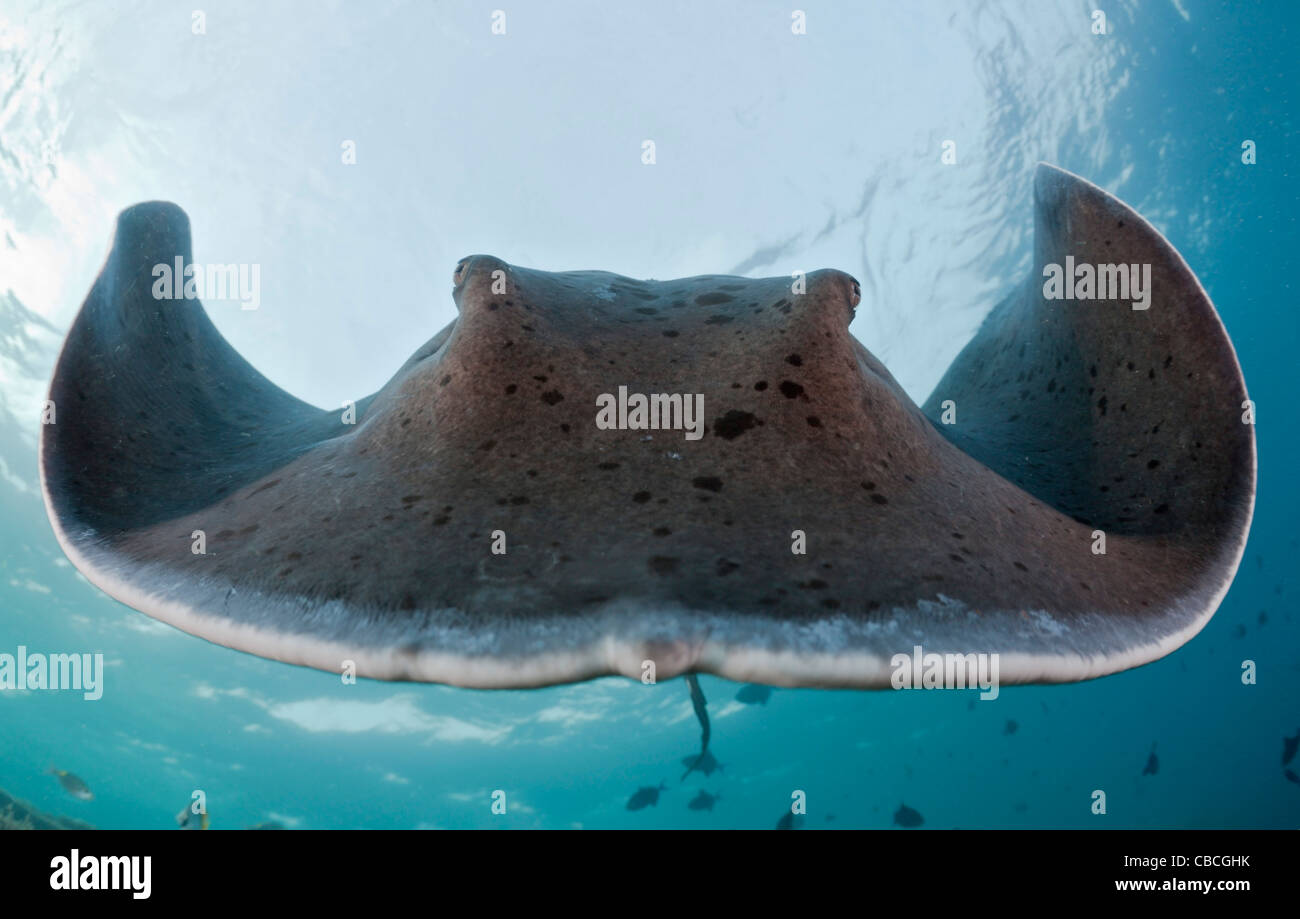 Épinoche tachetée Taeniura meyeni, Stingray, Ellaidhoo, North Ari Atoll, Maldives Banque D'Images