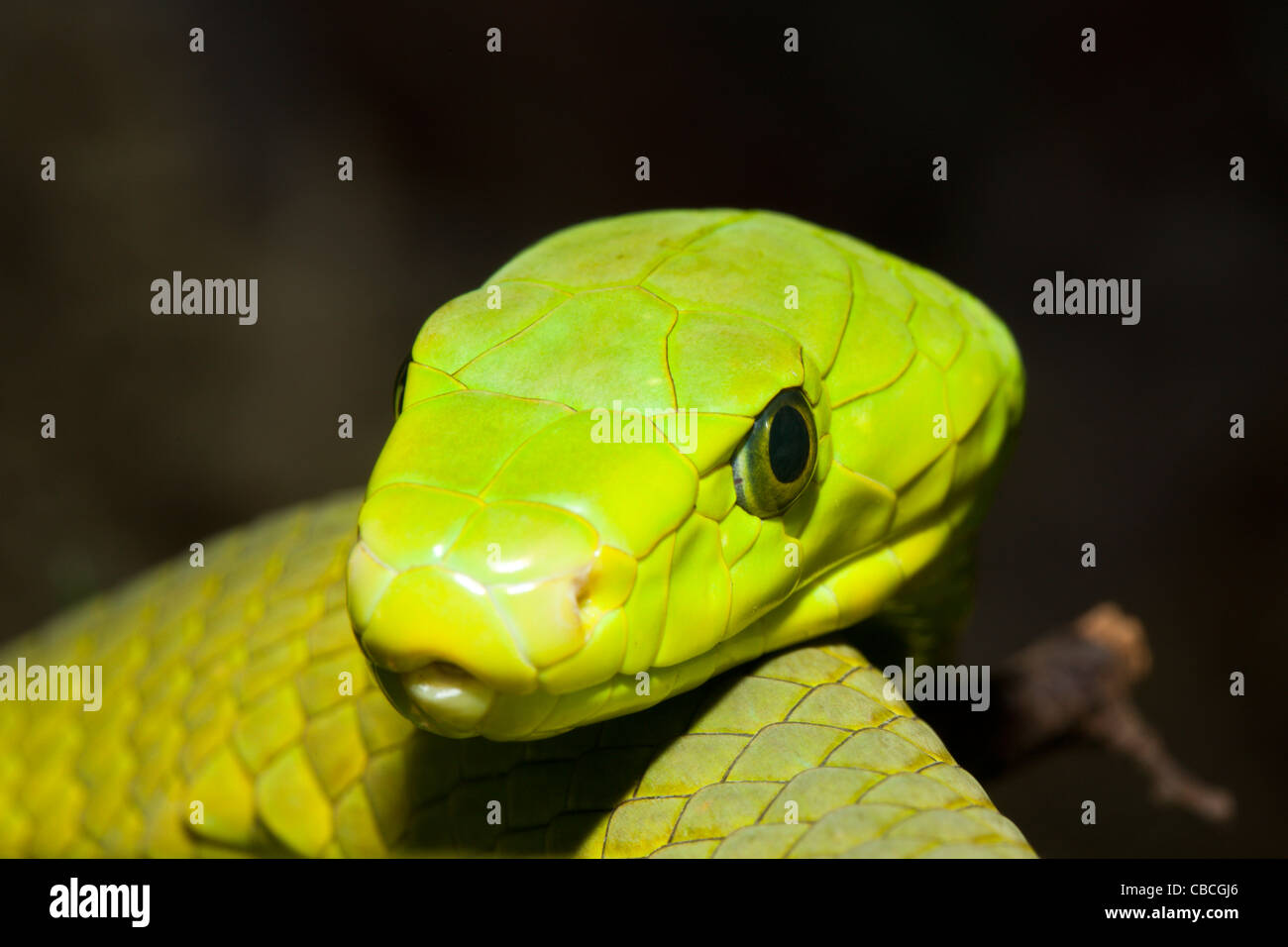 L'Est de l'Green Mamba, Dendroaspis angusticeps, Kenya Banque D'Images