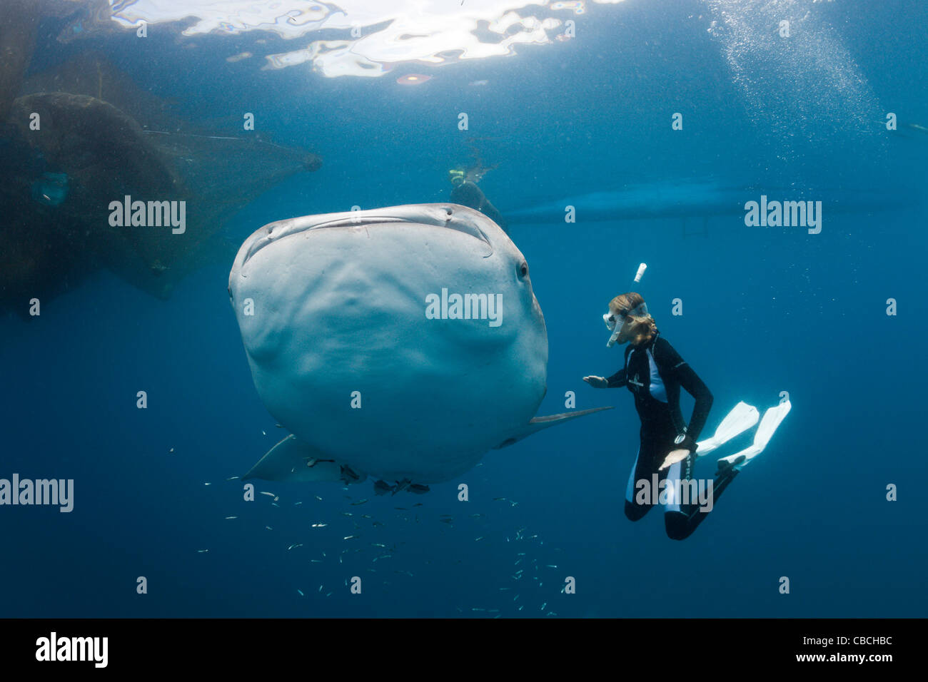 Requin-baleine et l'Apnéiste, Rhincodon typus, Cenderawasih Bay, en Papouasie occidentale, en Indonésie Banque D'Images