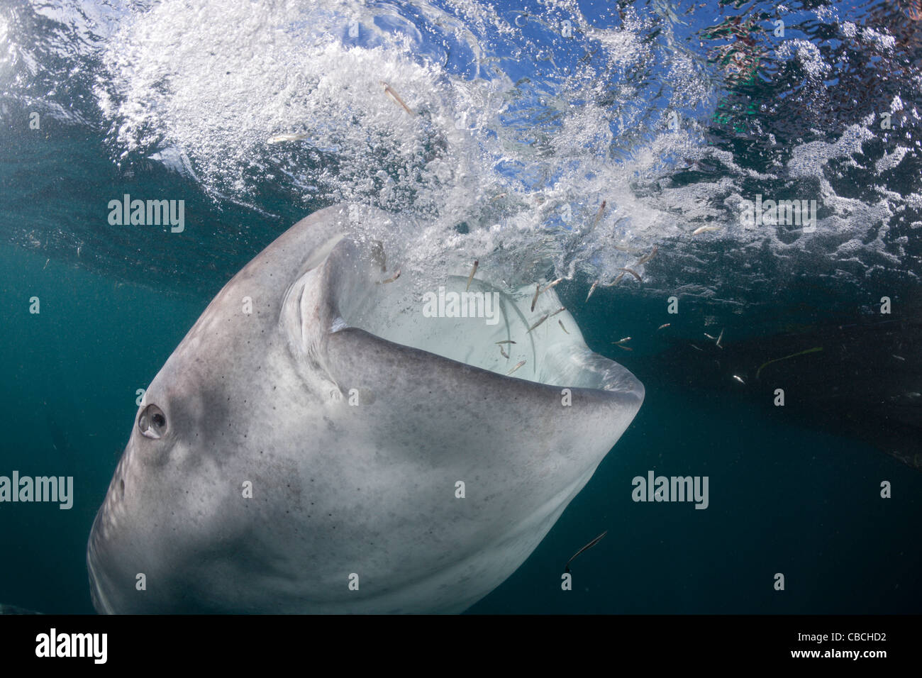Nourrir Rhincodon typus Cenderawasih Bay, en Papouasie occidentale, en Indonésie Banque D'Images