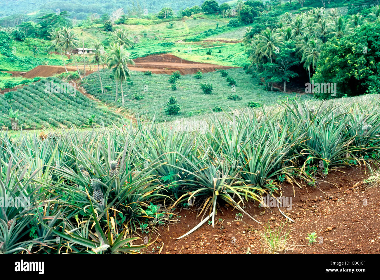 Avis de plantation d'ananas, de café en arrière-plan. Banque D'Images