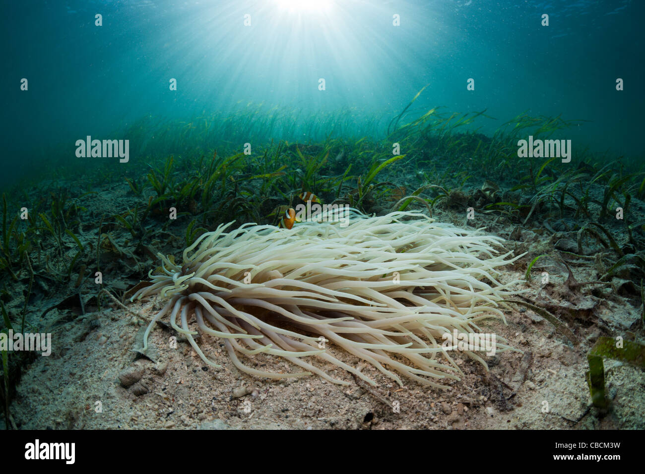 Anémone de mer cuir Clarks avec poisson clown dans les herbiers marins Heteractis crispa Amphiprion clarki, Cenderawasih Bay Indonésie Banque D'Images