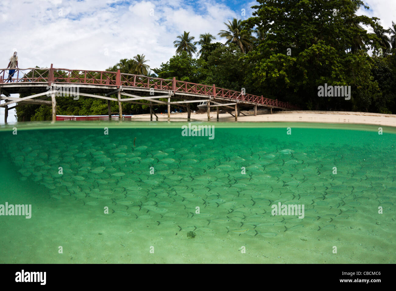 Banc de Yellowstripe Scad dans lagon de l'île de Ahe, Selaroides leptolepis, Cenderawasih Bay, en Papouasie occidentale, en Indonésie Banque D'Images