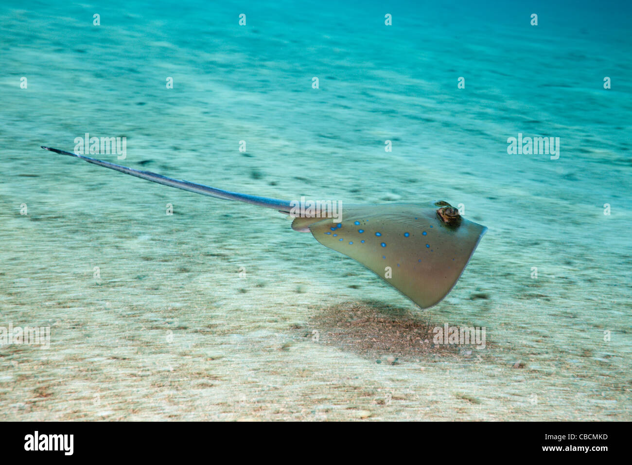 Bluespotted Stingray, Dasyatis kuhlii, Cenderawasih Bay, en Papouasie occidentale, en Indonésie Banque D'Images