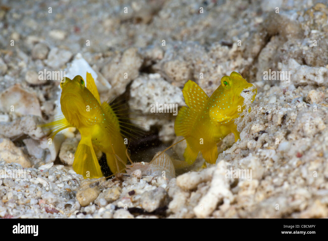 Gobie symbiotique Crevette jaune dans l'Accrochage avec crevettes, Cryptocentrus cinctus, Alpheus ochrostriatus indonésie comportement symbiose Banque D'Images