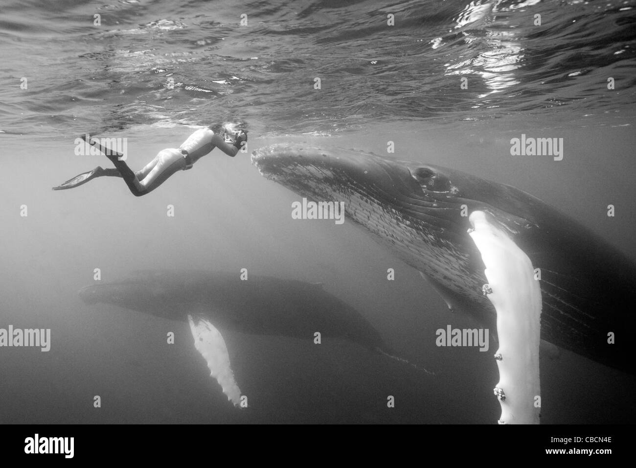 Rorqual à bosse, Megaptera novaeangliae et photographe, Silver Bank, Océan Atlantique, la République Dominicaine Banque D'Images