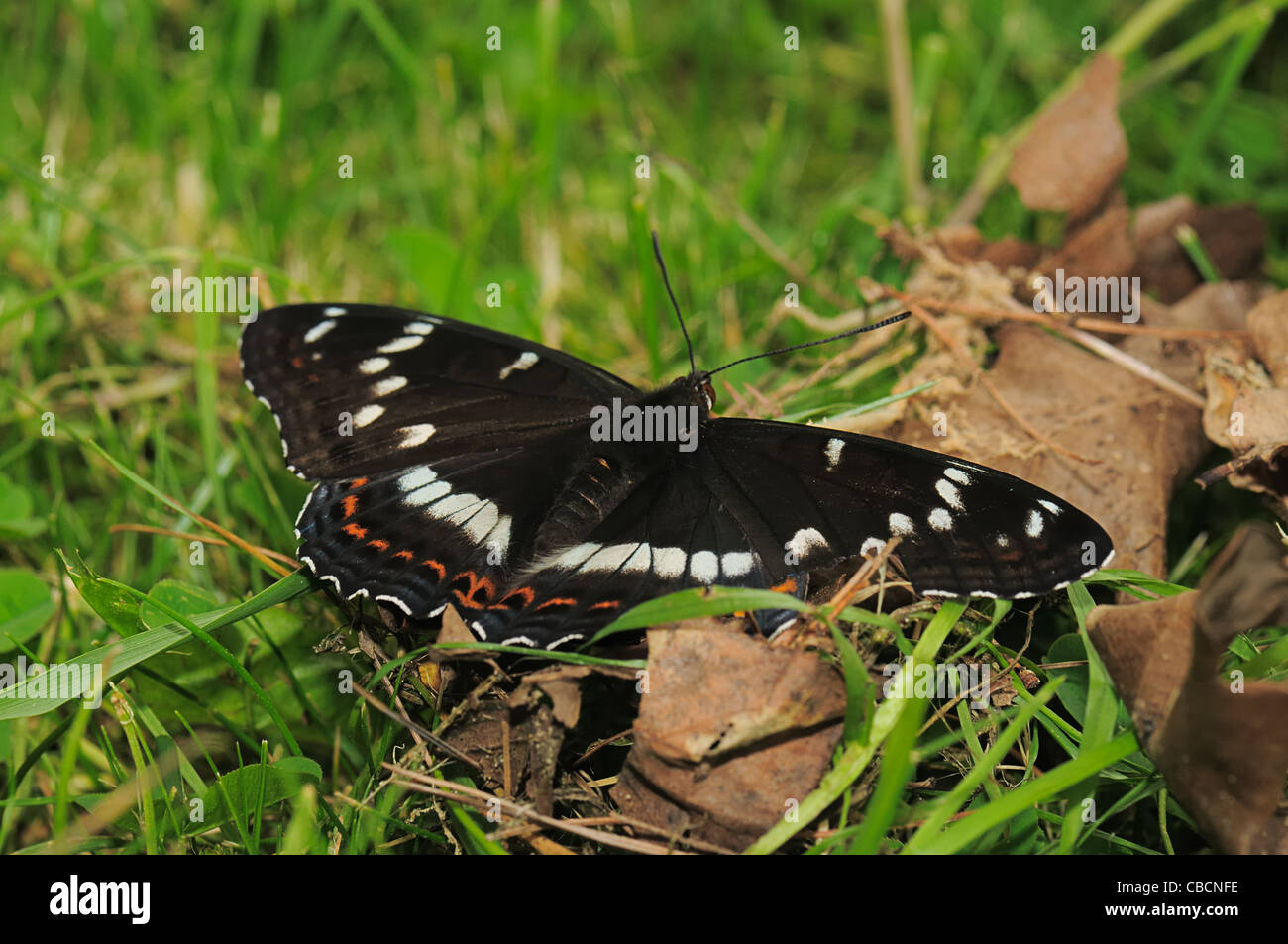 Papillon portrait Banque D'Images