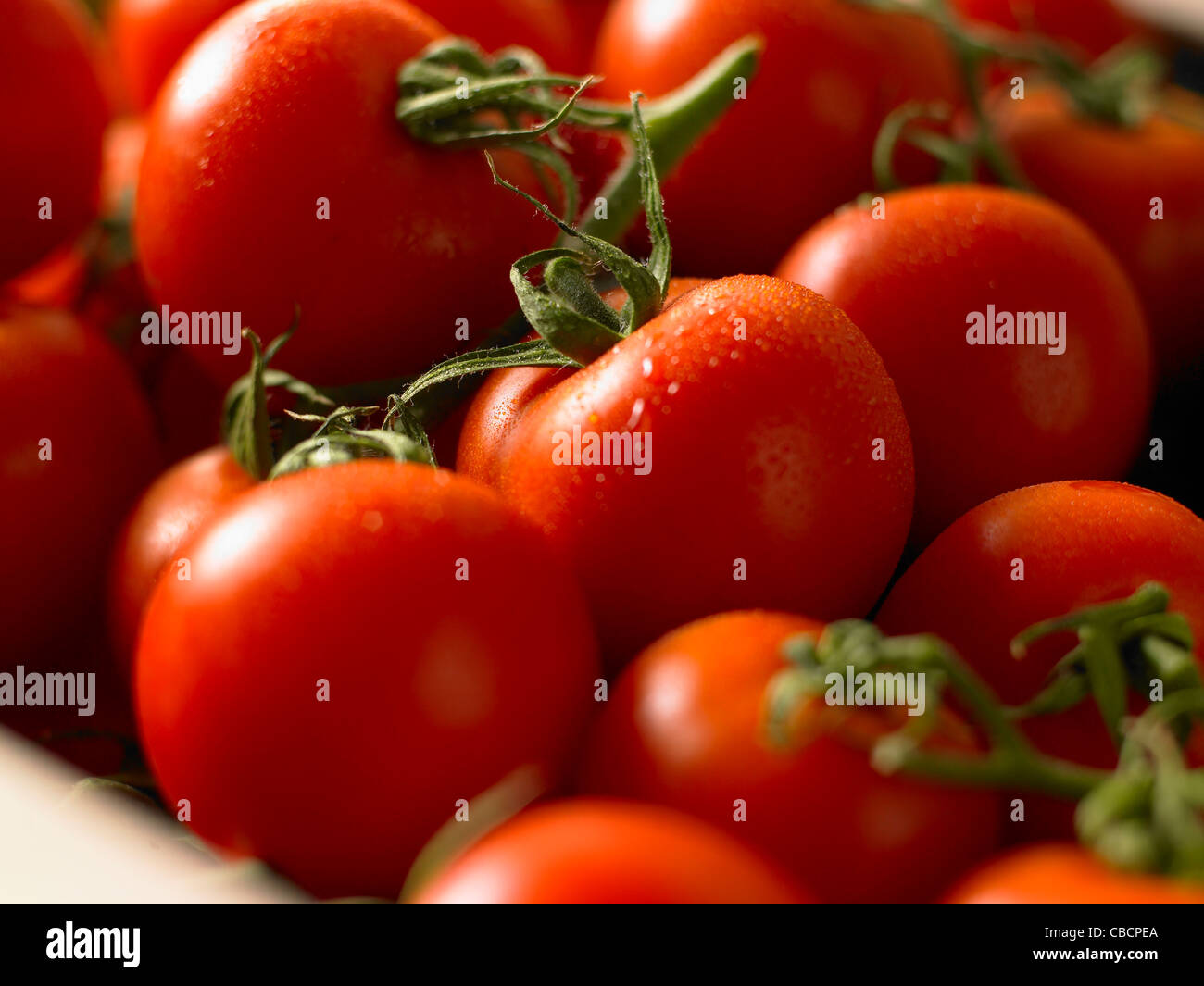 Close up of tomatoes On the Vine Banque D'Images