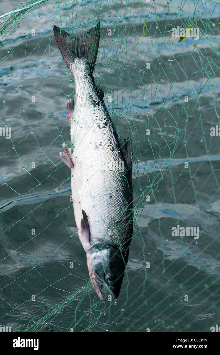 Saumons pris dans un filet maillant, Sitka, Alaska Banque D'Images
