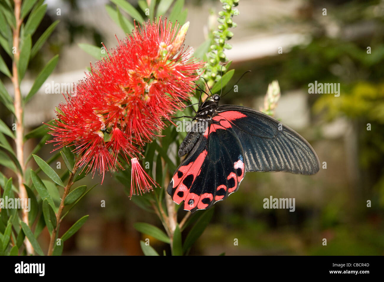 Klapmuts : Butterfly World Banque D'Images