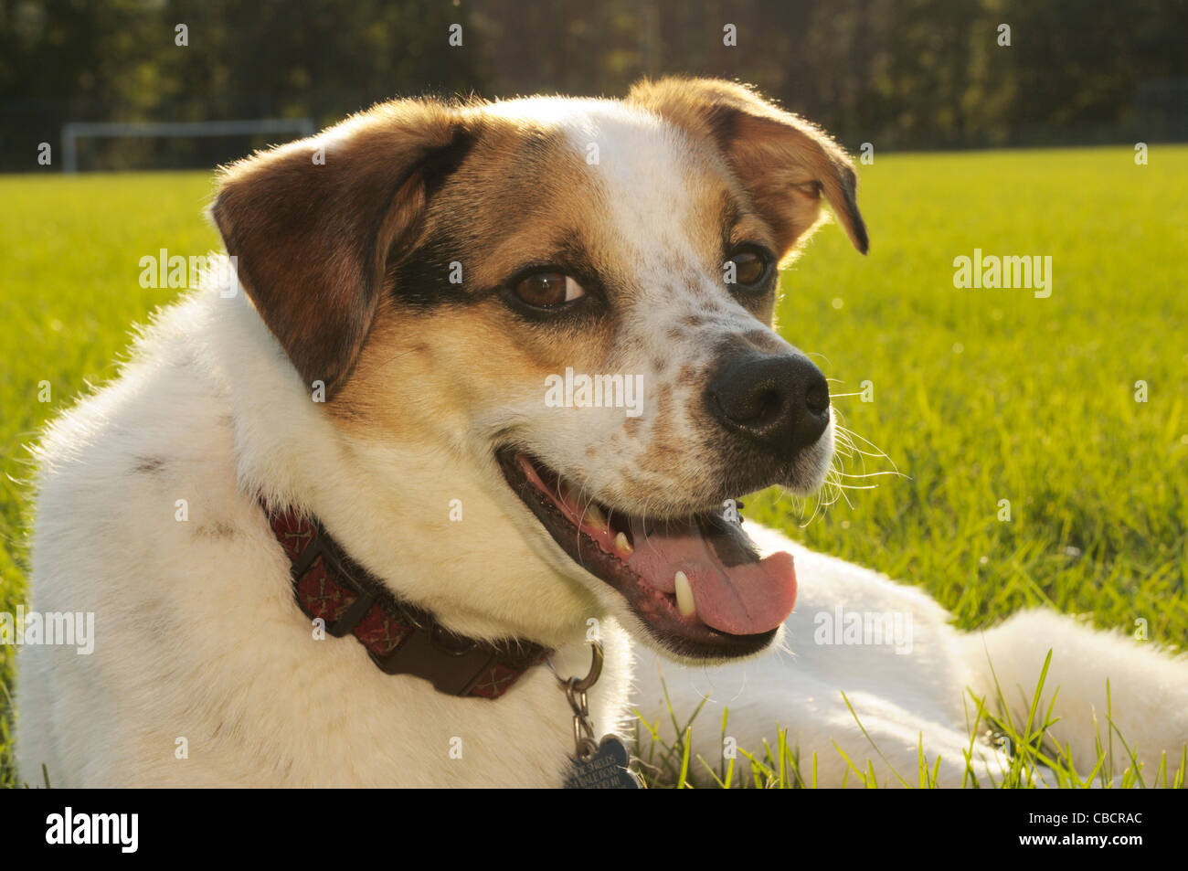Close-up de chien sur terrain de jeu Banque D'Images