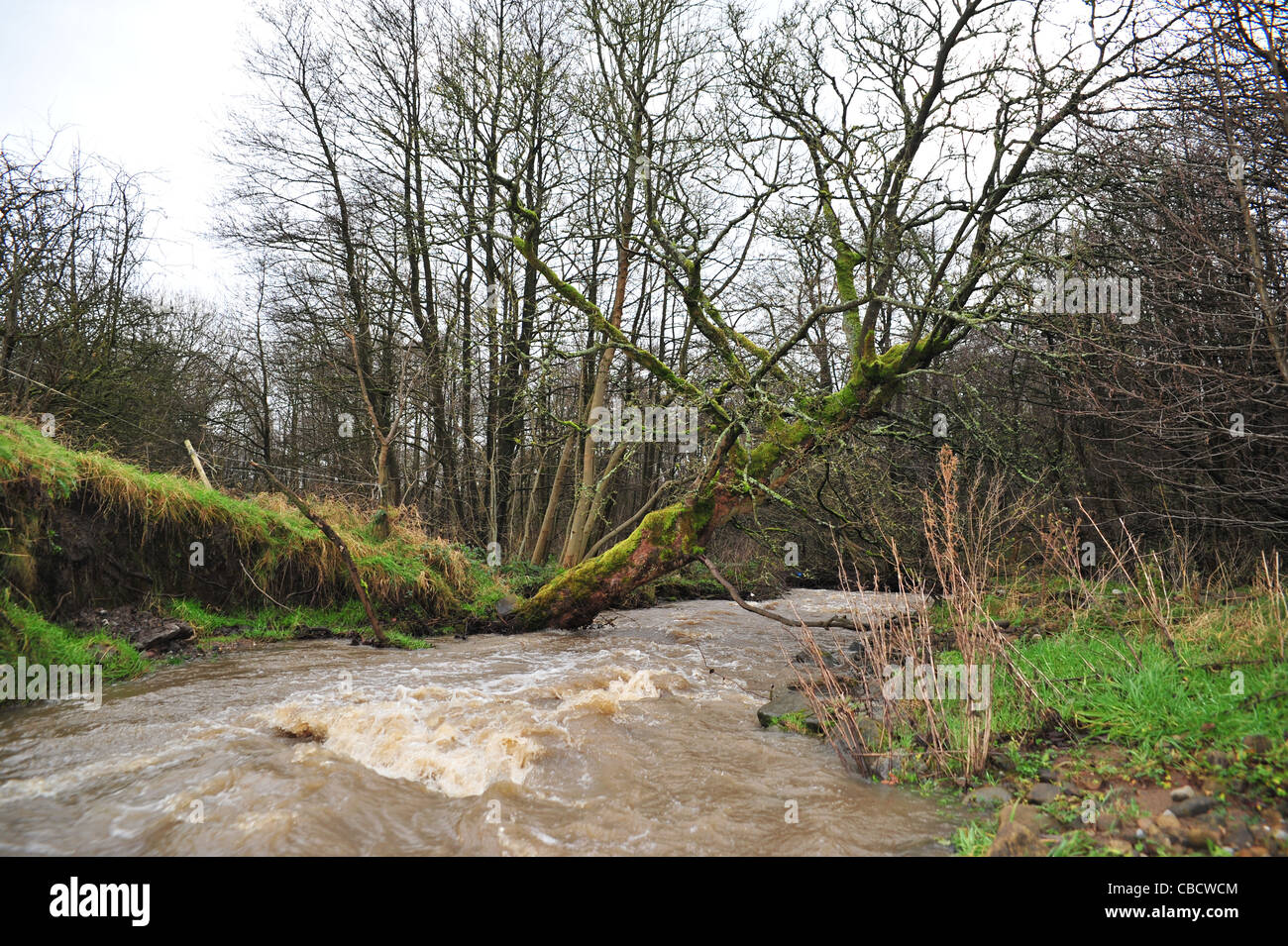 Arbre qui tombe dans la rivière de l'érosion et les questions environnementales sur la rivière brun à Burnley Lancashire. Banque D'Images