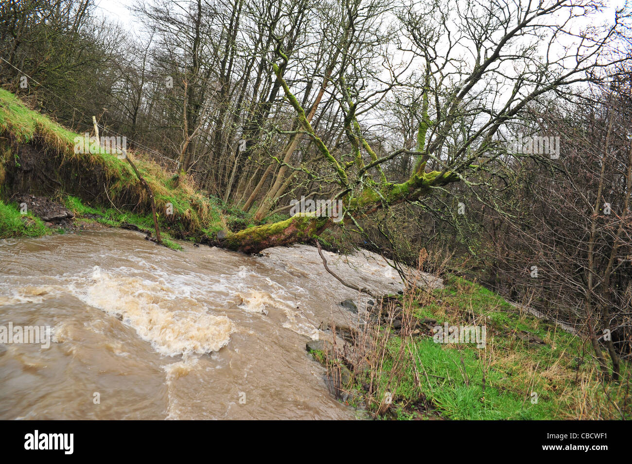 Arbre qui tombe dans la rivière de l'érosion et les questions environnementales sur la rivière brun à Burnley Lancashire. Banque D'Images