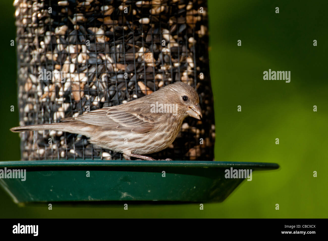 Roselins féminin sur les semences d'alimentation. Banque D'Images