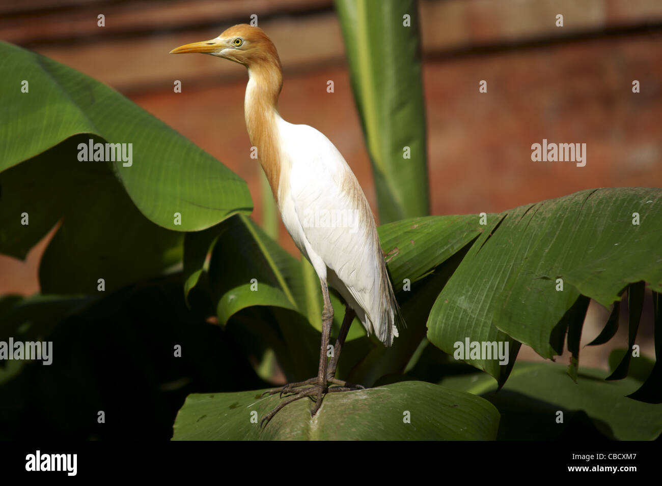 Héron garde-boeufs (Bubulcus ibis) dans le village de Petulu sur Bali Banque D'Images