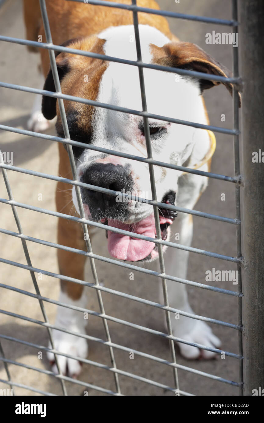 Bull Dog abandonné par son propriétaire à la fourrière locale au stylo chien Banque D'Images