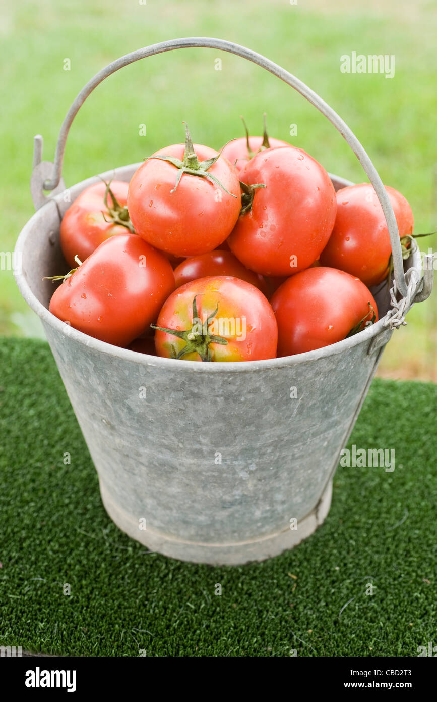 Les tomates fraîches dans la benne Banque D'Images