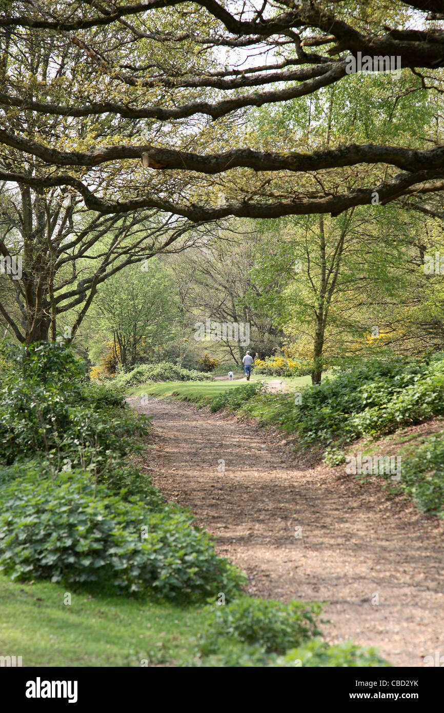 Wimbledon Common, célèbre zone de bois et d'herbe dans une région riche du sud-ouest de Londres, Royaume-Uni, montre le chemin de bois avec des marcheurs de chiens au loin. Banque D'Images