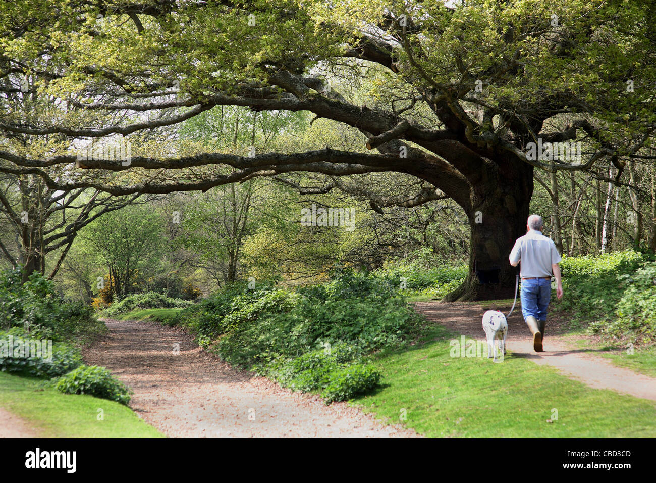 Un homme marche son chien dans les bois sur Wimbledon Common, une grande zone de parc et de bois dans une région riche du sud-ouest de Londres, Royaume-Uni. Banque D'Images