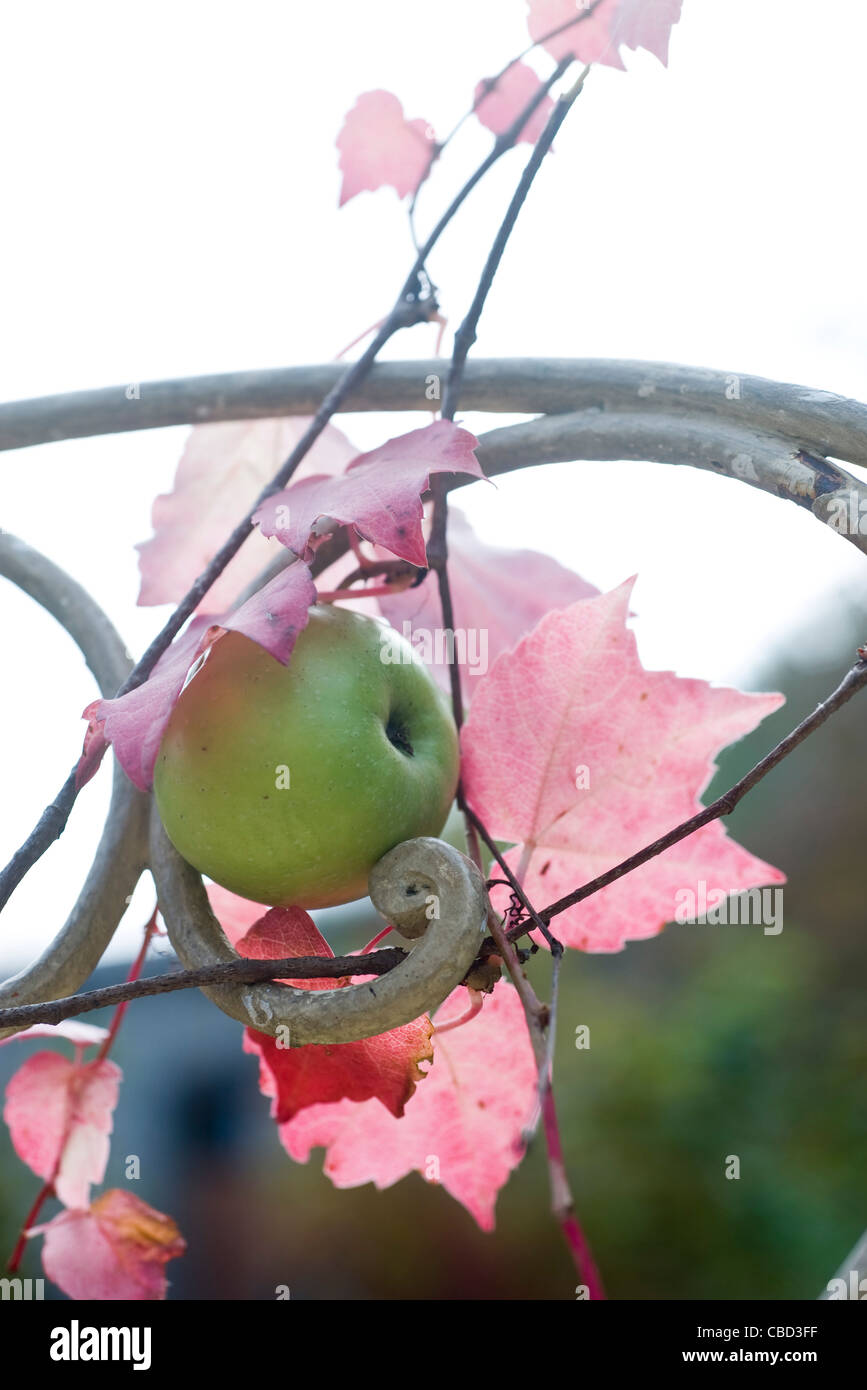 De plus en plus Apple sur branch Banque D'Images