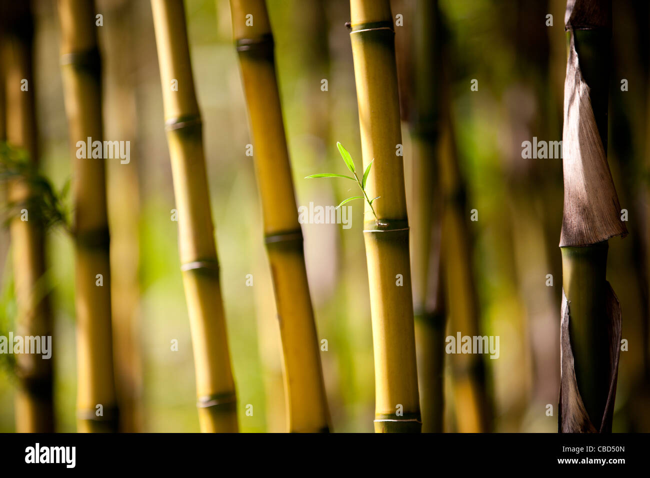 La germination des feuilles de bambou Banque D'Images