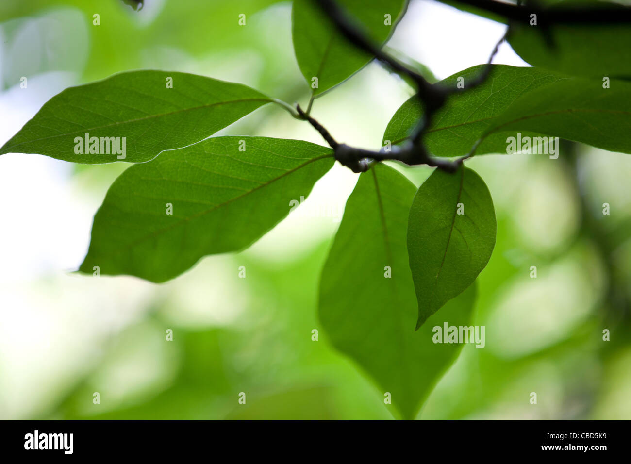 Close-up de feuilles sur un arbre Magnolia Banque D'Images
