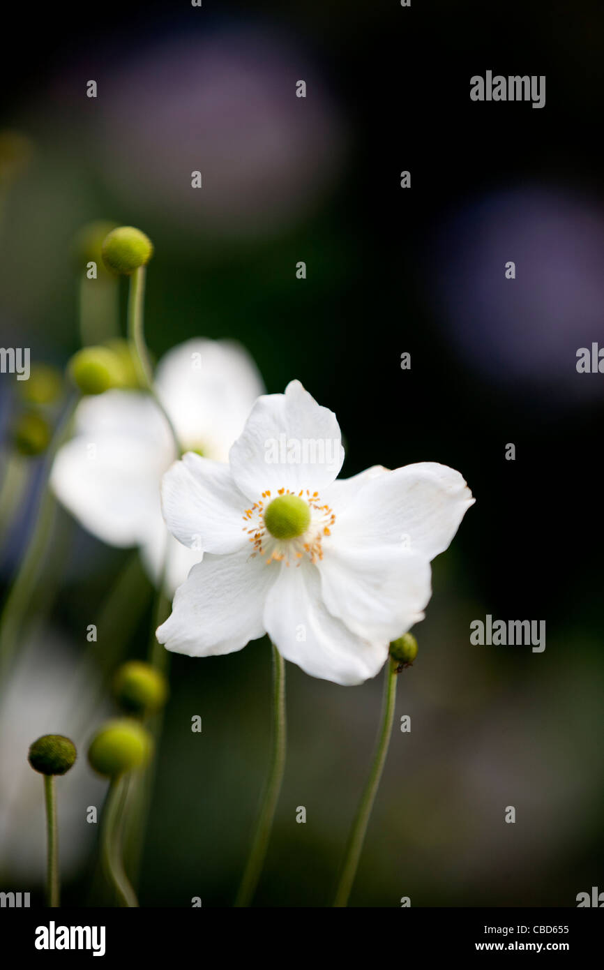 Fleurs anémone japonaise blanc Banque D'Images