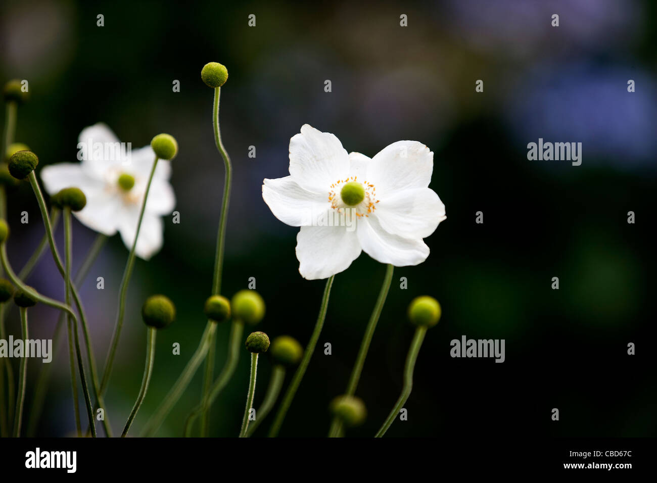 Fleurs anémone japonaise blanc Banque D'Images