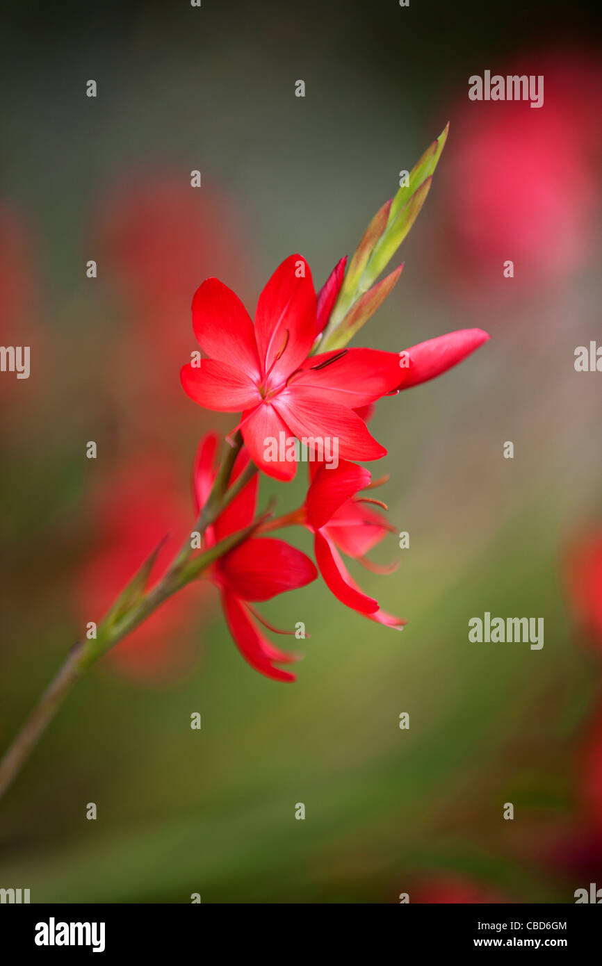 Hesperantha coccinea fleurs rouges Banque D'Images Hesperantha coccinea fleurs rouges Banque D'Images