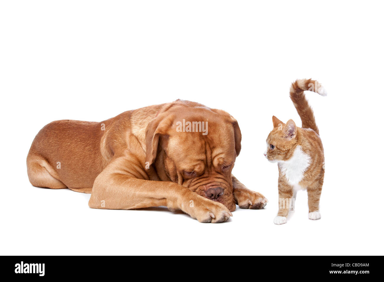 Un gros chien et un petit chat devant un fond blanc Banque D'Images