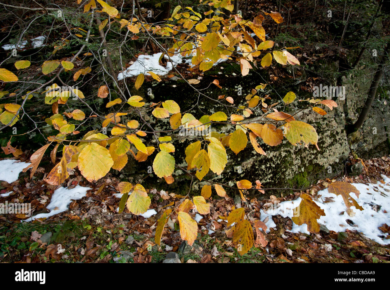 Une chasse aux sorcières à floraison d'automne, Hazel Hamamelis virginiana montagnes Catskill, l'État de New York. Banque D'Images