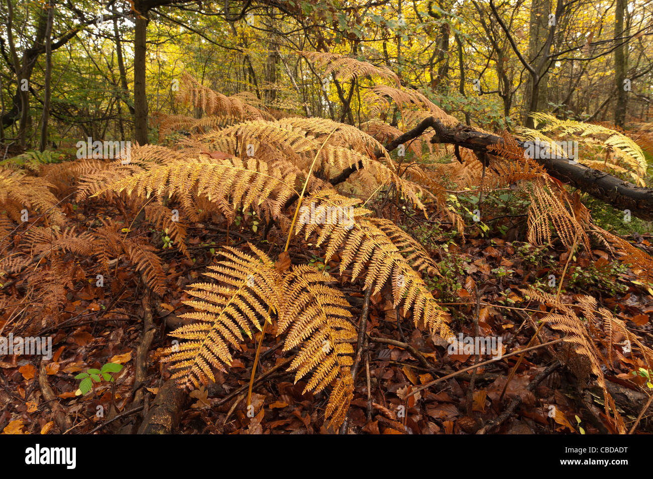 Les fougères d'or au début de l'automne en vieil anglais heath forestiers sur un jour de bruine humide Banque D'Images