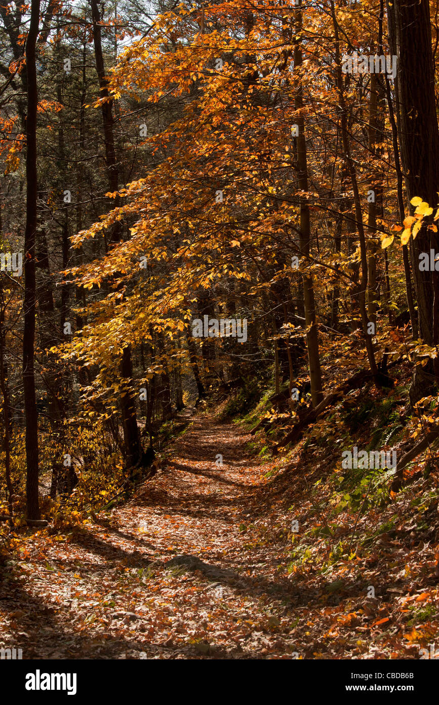 L'Appalachian Trail (AT) à l'automne sur l'Kittatinny Ridge, à l'écart du Delaware, New Jersey, USA Banque D'Images