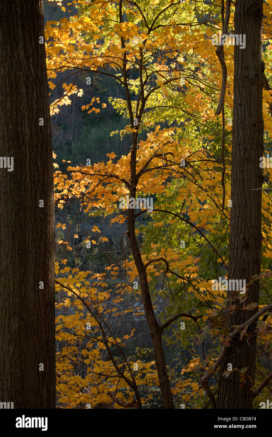Norway Maple, Acer platanoides en automne couleur par Delaware River au point Kittatinny, Pa-NJ frontière ; USA Banque D'Images